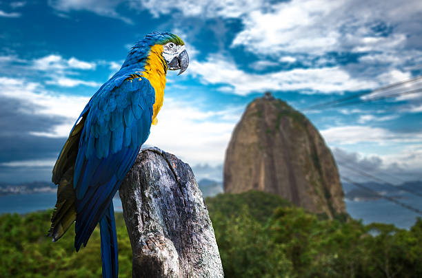 ブルーとイエローマコーのリオデジャネイロ - gold and blue macaw ストックフォトと画像
