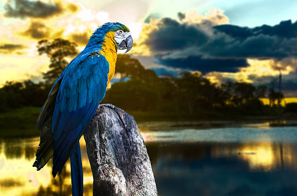 istock Blue and Yellow Macaw on the nature 484964076
