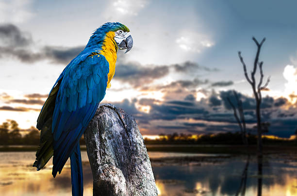 istock Blue and Yellow Macaw on the nature 484964078