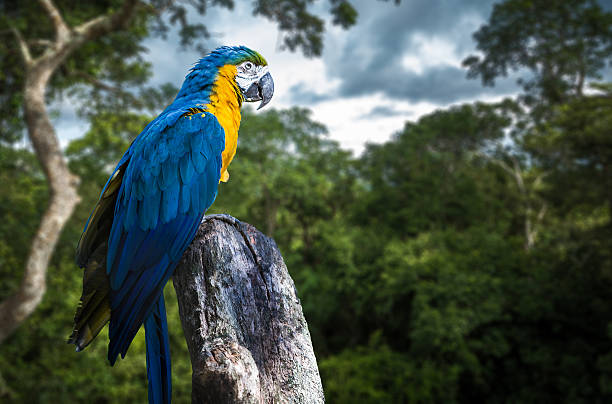 ブルーとイエローマコーの森 - gold and blue macaw ストックフォトと画像