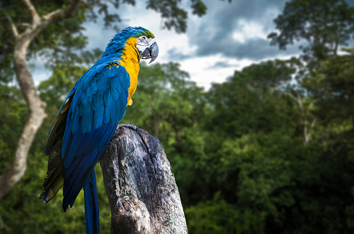 Blue and Yellow Macaw on forest