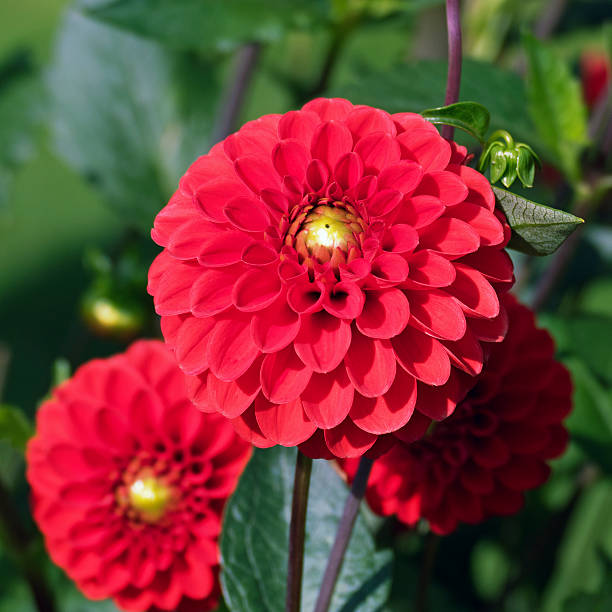 istock Red dahlia flowers in full bloom 484964950