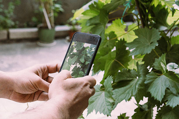 istock Taking a photo with mobile phone 484966060