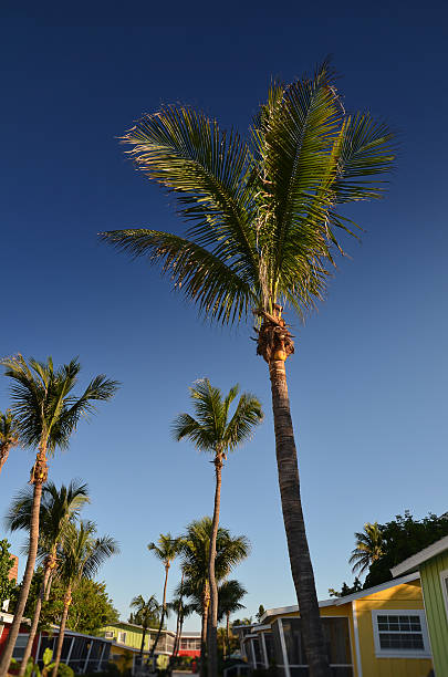 Tropical Bungalows stock photo