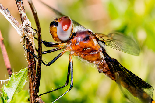 Macro photograph of a dragonfly perched