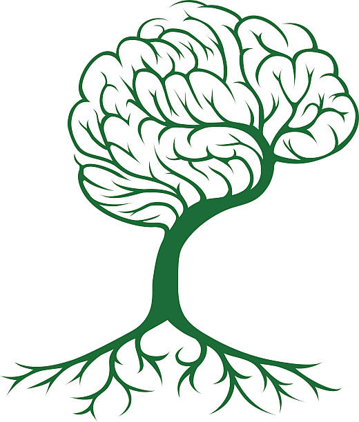 illustrazioni stock, clip art, cartoni animati e icone di tendenza di concetto di albero cervello - origins oak tree growth plant