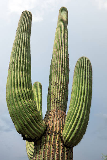 istock Saguardo Cactus in National Park Arizona USA 484968072