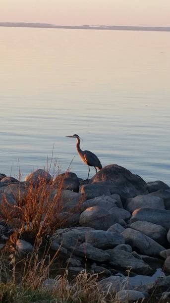 istock Crane hanging by the lake 484968788
