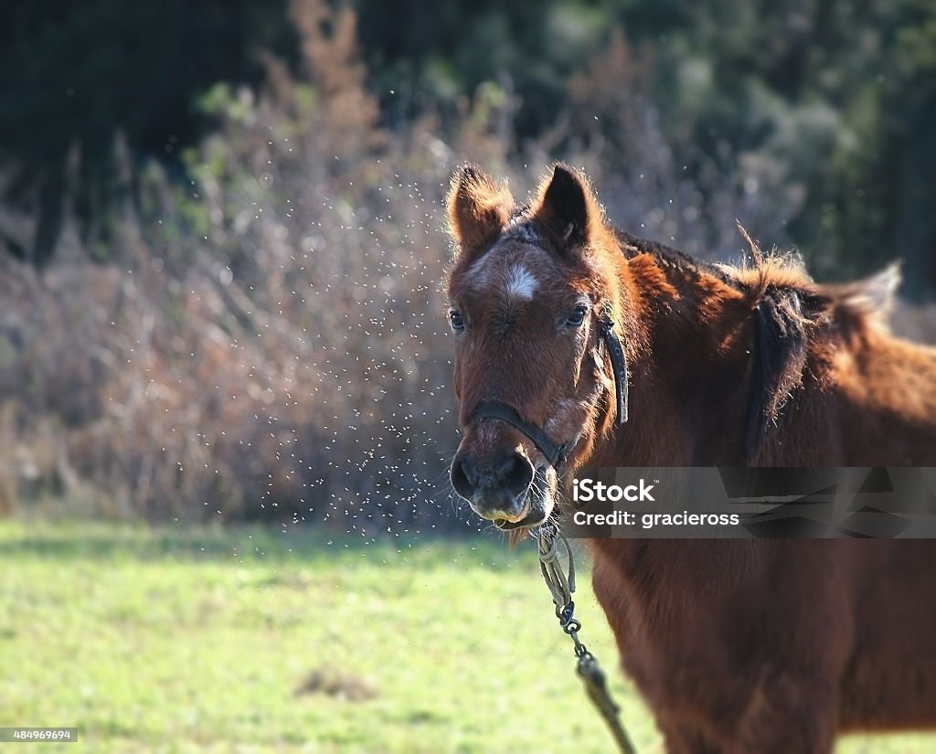 Horse farm between insects horse walking on the grass between insects Horse Stock Photo