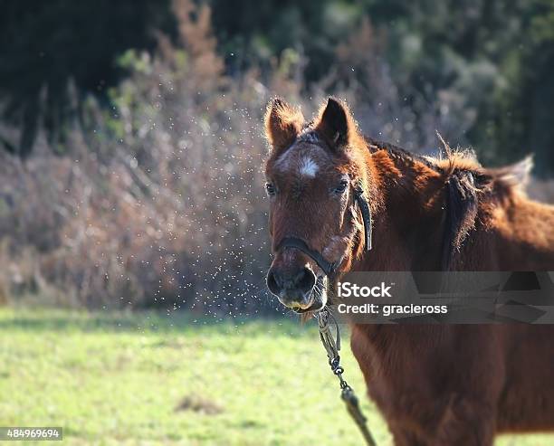 Horse Farm Between Insects Stock Photo - Download Image Now - Horse, Mosquito, 2015