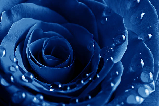 blue rose with water drops stock photo