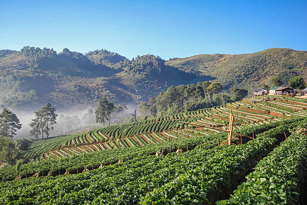 istock Doi Angkhang mountain chiangmai Thailand strawberry field 484971890