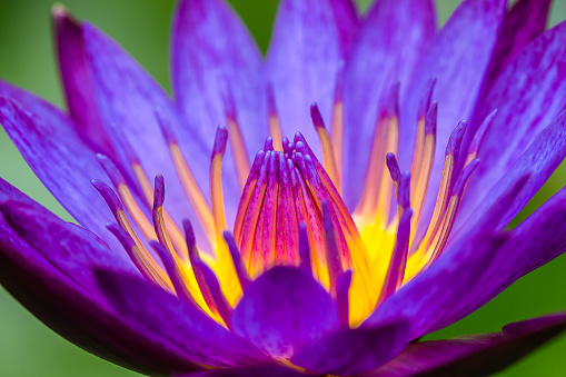 Lotus blooming beautiful