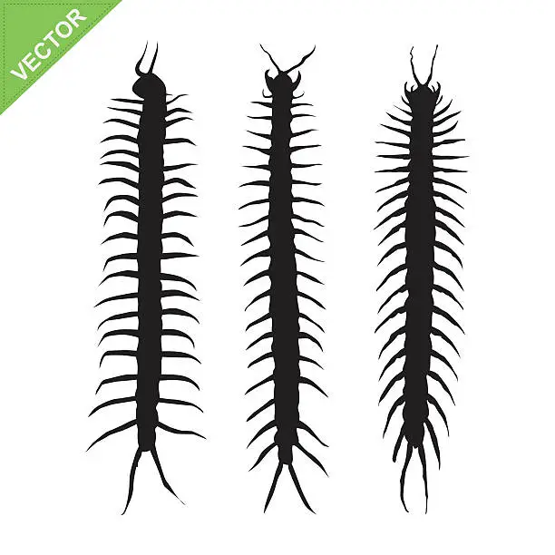 Vector illustration of Centipede silhouettes vector