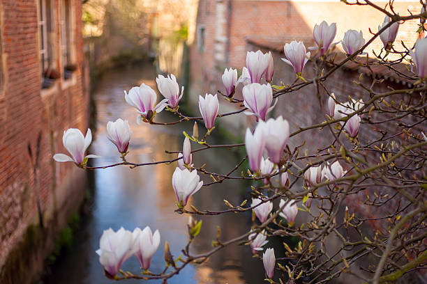 Gent - foto de acervo