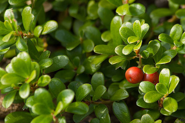 후르트 의 베어베리 arctostaphylos 우바 ursi-망자니타 - bearberry 뉴스 사진 이미지