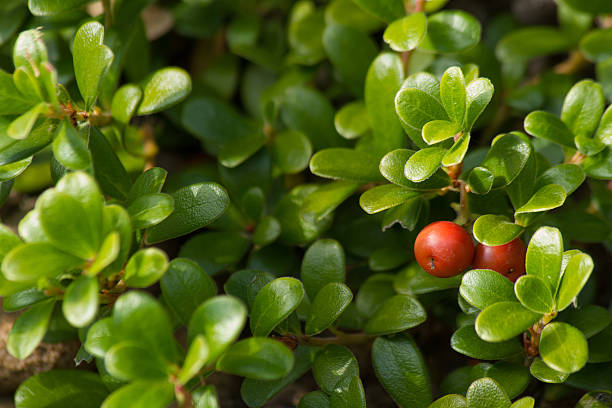 Fruit of the Bearberry Arctostaphylos uva ursi - Manzanita stock photo