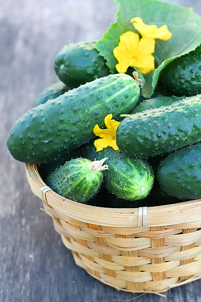 Basket with Green cucumbers stock photo