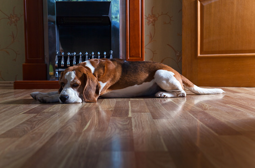 resting dog on wooden floor near to a fireplace