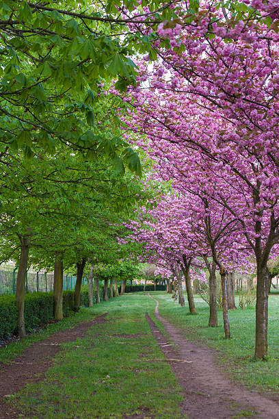 istock Park trail between brown and japanese cherry trees - Sendero 484978366