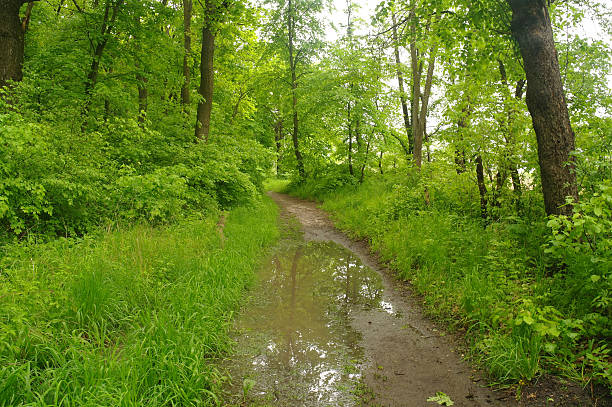 istock Spring Nature. Beautiful Landscape. Park with Green Grass and Trees. 484979488
