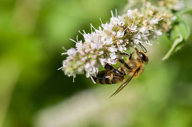 istock Flowers of mint and bee 484981684