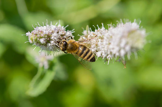 istock Flowers of mint and bee 484981692