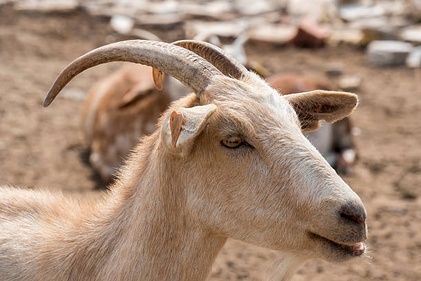 istock Brown goat in the farm 484981752