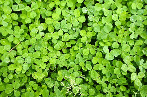 istock Background of many clover 484986528