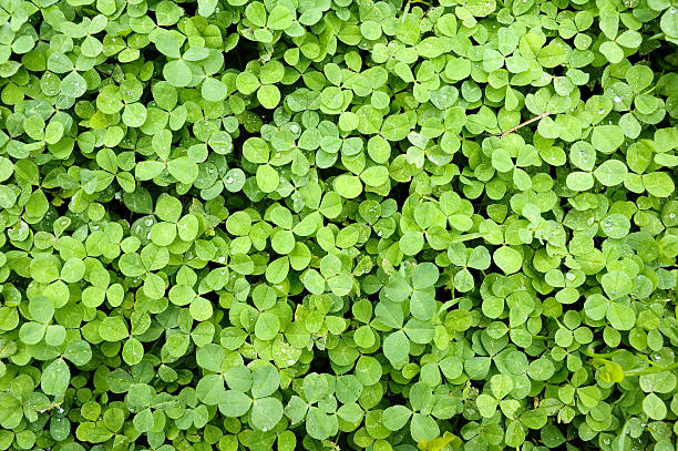istock Background of many clover 484987536