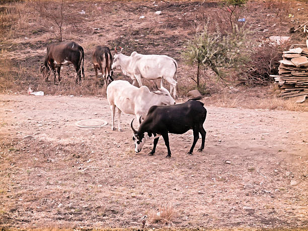 istock Domestic animals, India 484988214