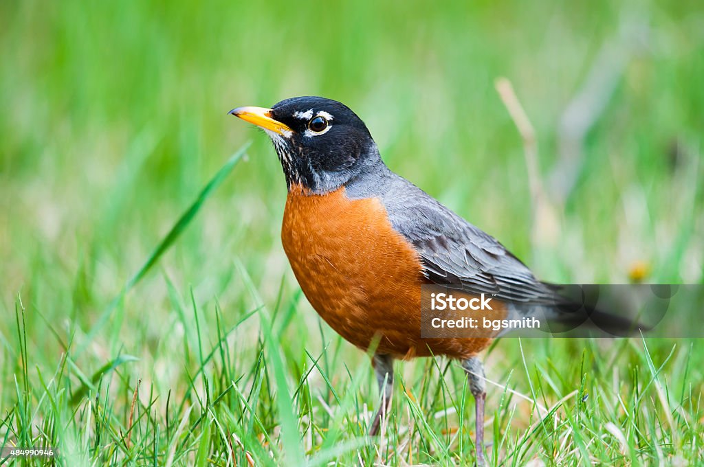 American Robin (Turdus migratorius) American Robin in the springtime grass American Robin Stock Photo