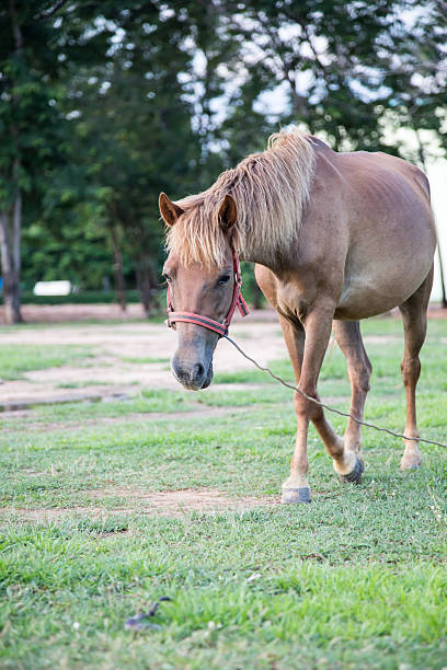 istock Horse in the field 484993282