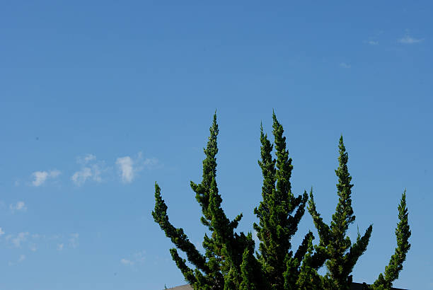 punta del árbol miembros señalando al cielo - treetop sky tree high section fotografías e imágenes de stock