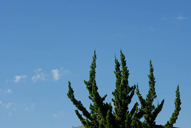 apontando galhos de árvore apontando para o céu - treetop sky tree high section - fotografias e filmes do acervo