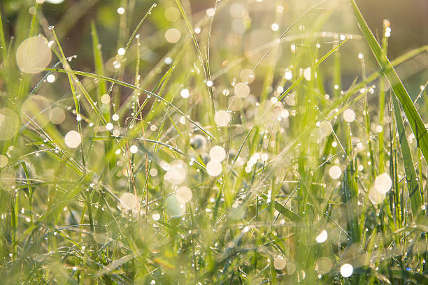 istock Dew on the top of the grass 484994262