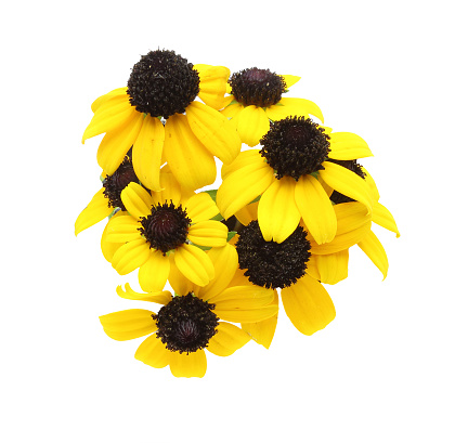 Pictured flower head of rudbekia a white background.