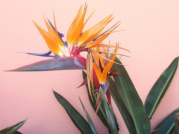 Bird of Paradise I Colorful bird of paradise against a pink background. paradisaeidae stock pictures, royalty-free photos & images