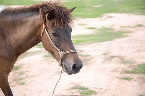 istock Horse in the field 484997818
