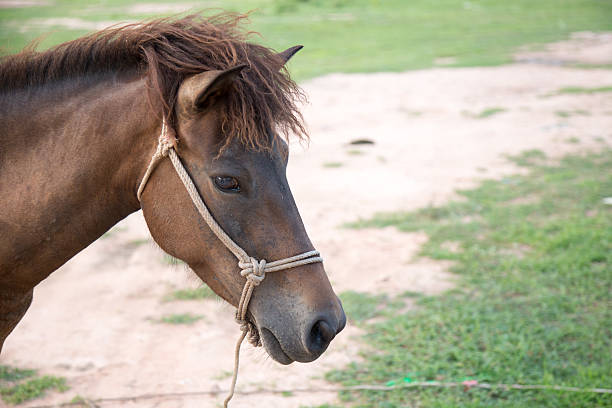 istock Horse in the field 484997822