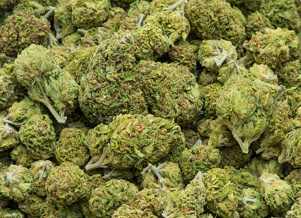 Medical marijuana, dried and ready for use Dried and processed medical marijuana "buds," trimmed and ready for use, legally cured and produced in California. bud stock pictures, royalty-free photos & images