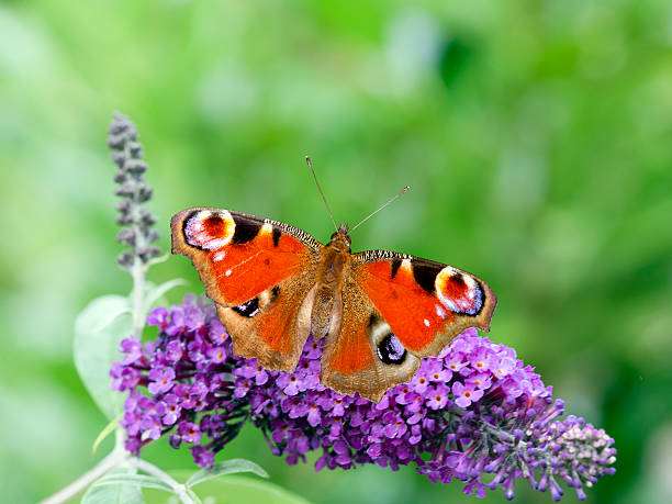 istock Peacock butterfly (Aglais io) on summer lilac against green background 484998012