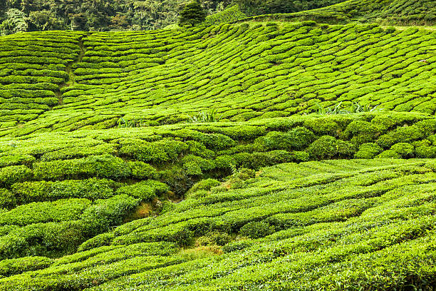 istock Tea plantations in state Kerala, India 485000942