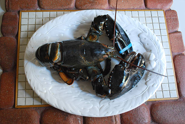 Big 2 lb Lobster stock photo