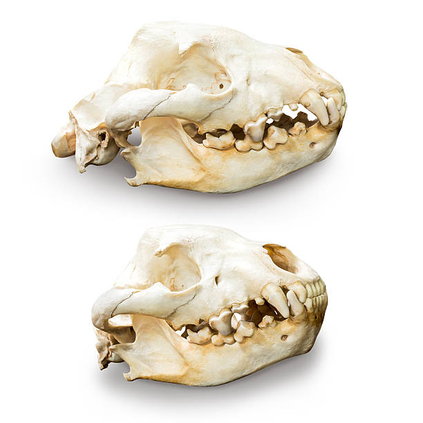 Hyena skull isolated Physical of hyena skull set isolated on white background with clipping path animal jaw bone stock pictures, royalty-free photos & images