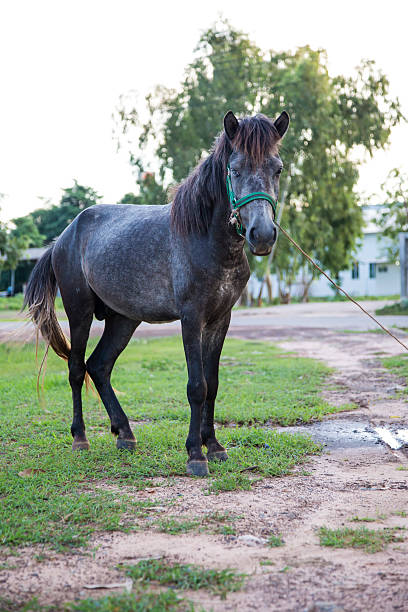 istock Horse in the field 485002714