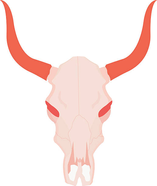 корова череп с рогами - animal skull cow animals in the wild west stock illustrations