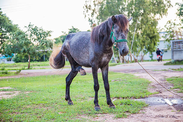 istock Horse in the field 485006076