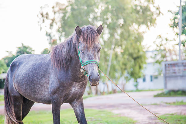istock Horse in the field 485006086