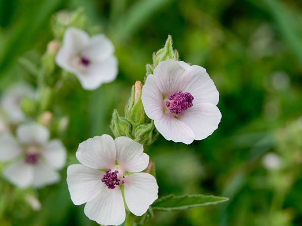 marshmallow (althaia officinalis). - staubblatt stock-fotos und bilder